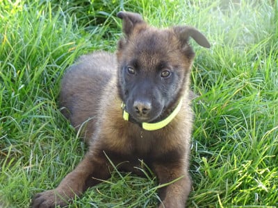 Les chiots de Berger Belge