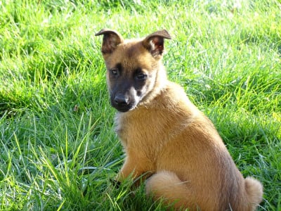 Les chiots de Berger Belge