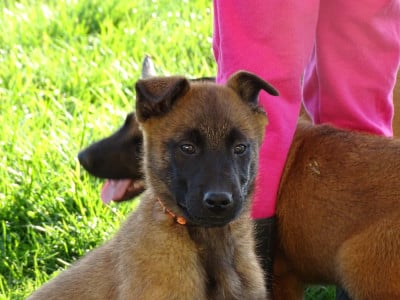 Les chiots de Berger Belge