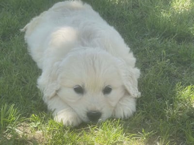 Les chiots de Golden Retriever
