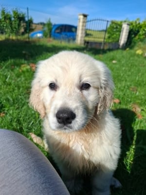Les chiots de Golden Retriever