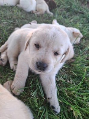Les chiots de Labrador Retriever