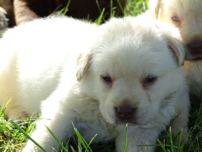 Les chiots de Labrador Retriever