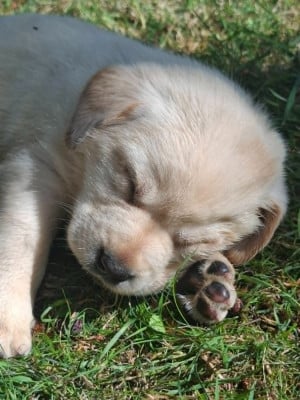 Les chiots de Labrador Retriever