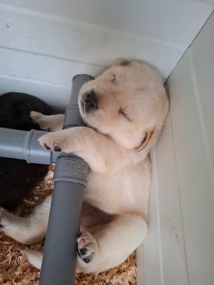 Les chiots de Labrador Retriever