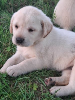 Les chiots de Labrador Retriever