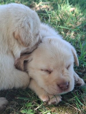 Les chiots de Labrador Retriever