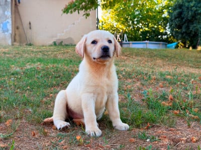 Les chiots de Labrador Retriever