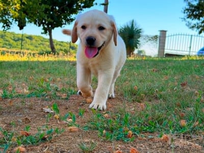 Les chiots de Labrador Retriever