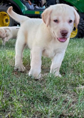 Les chiots de Labrador Retriever