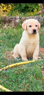 Les chiots de Labrador Retriever