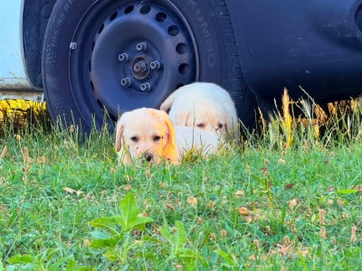 Les chiots de Labrador Retriever
