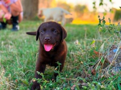 Les chiots de Labrador Retriever