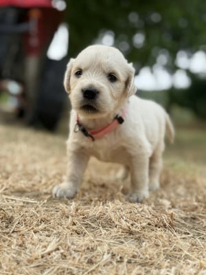 Les chiots de Golden Retriever