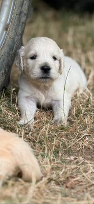 Les chiots de Golden Retriever