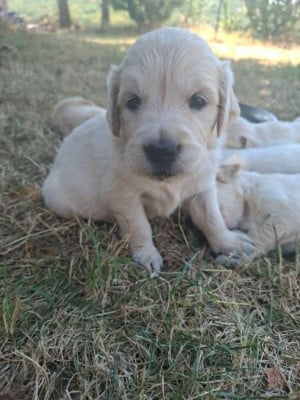 Les chiots de Golden Retriever