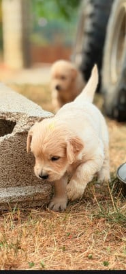 Les chiots de Golden Retriever