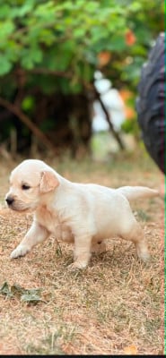 Les chiots de Golden Retriever