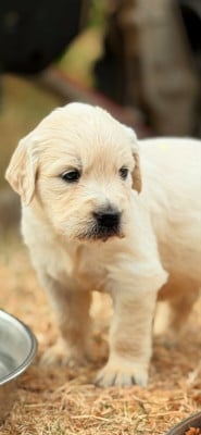 Les chiots de Golden Retriever