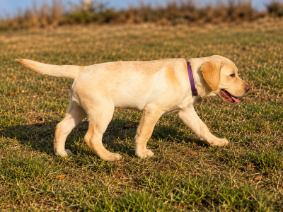 Les chiots de Labrador Retriever