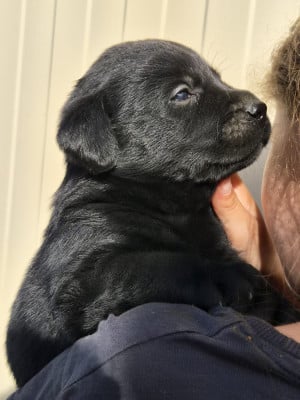 Les chiots de Labrador Retriever
