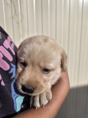 Les chiots de Labrador Retriever