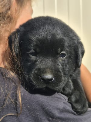 Les chiots de Labrador Retriever