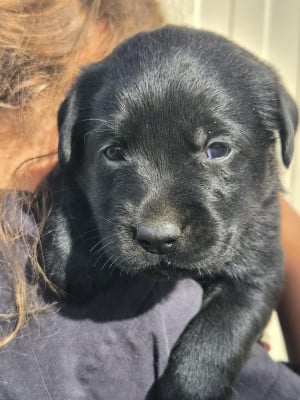 Les chiots de Labrador Retriever