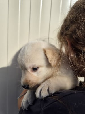Les chiots de Labrador Retriever