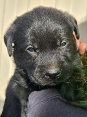 Les chiots de Labrador Retriever