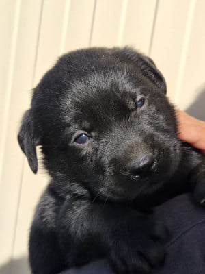 Les chiots de Labrador Retriever