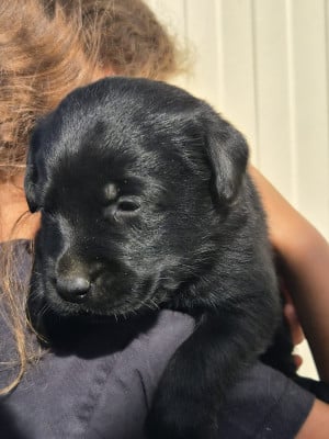 Les chiots de Labrador Retriever