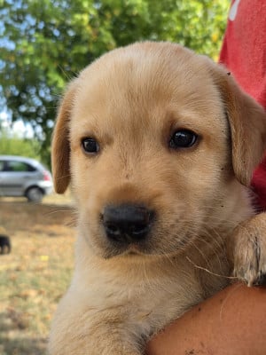 Les chiots de Labrador Retriever
