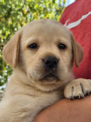 Les chiots de Labrador Retriever