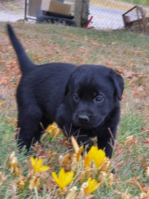 Les chiots de Labrador Retriever