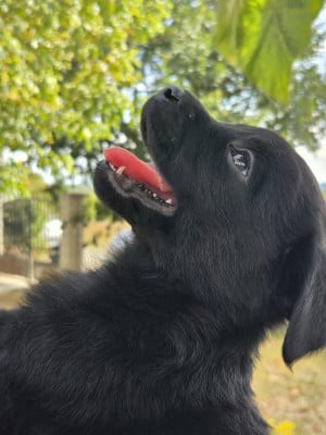 Les chiots de Labrador Retriever