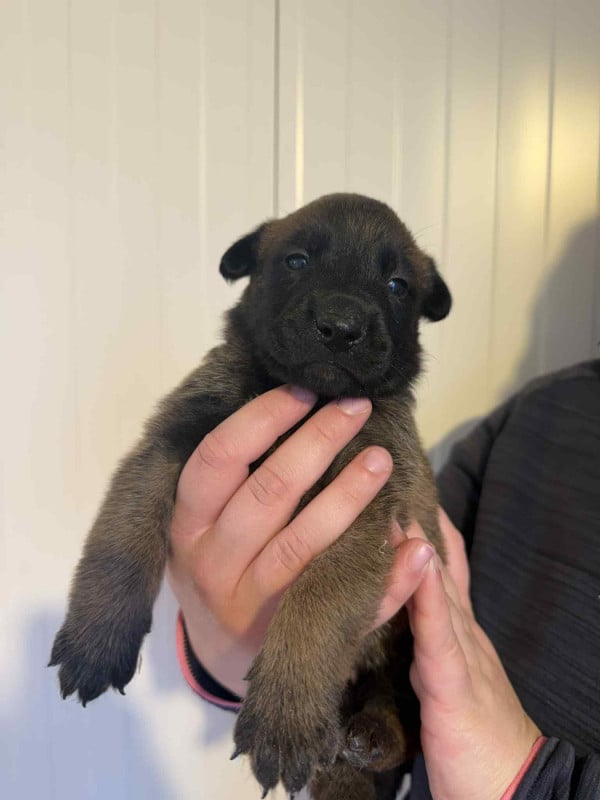 Berger Belge - des douceurs de plume