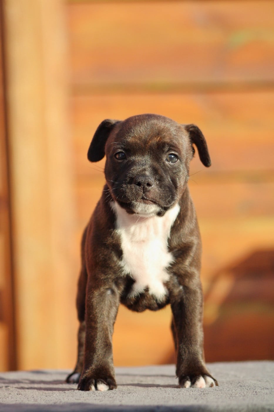 Bianchi Senna of Select Of Dream - Staffordshire Bull Terrier