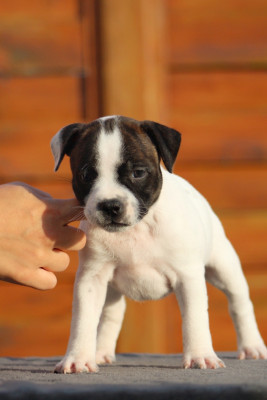 Les chiots de Staffordshire Bull Terrier