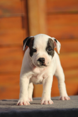 Les chiots de Staffordshire Bull Terrier
