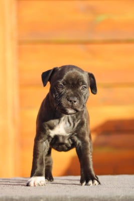 Les chiots de Staffordshire Bull Terrier
