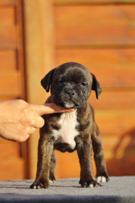 Les chiots de Staffordshire Bull Terrier