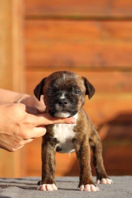 Les chiots de Staffordshire Bull Terrier