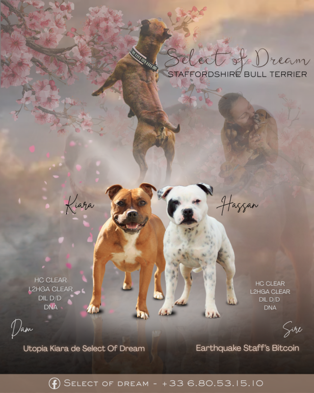Staffordshire Bull Terrier - Select Of Dream