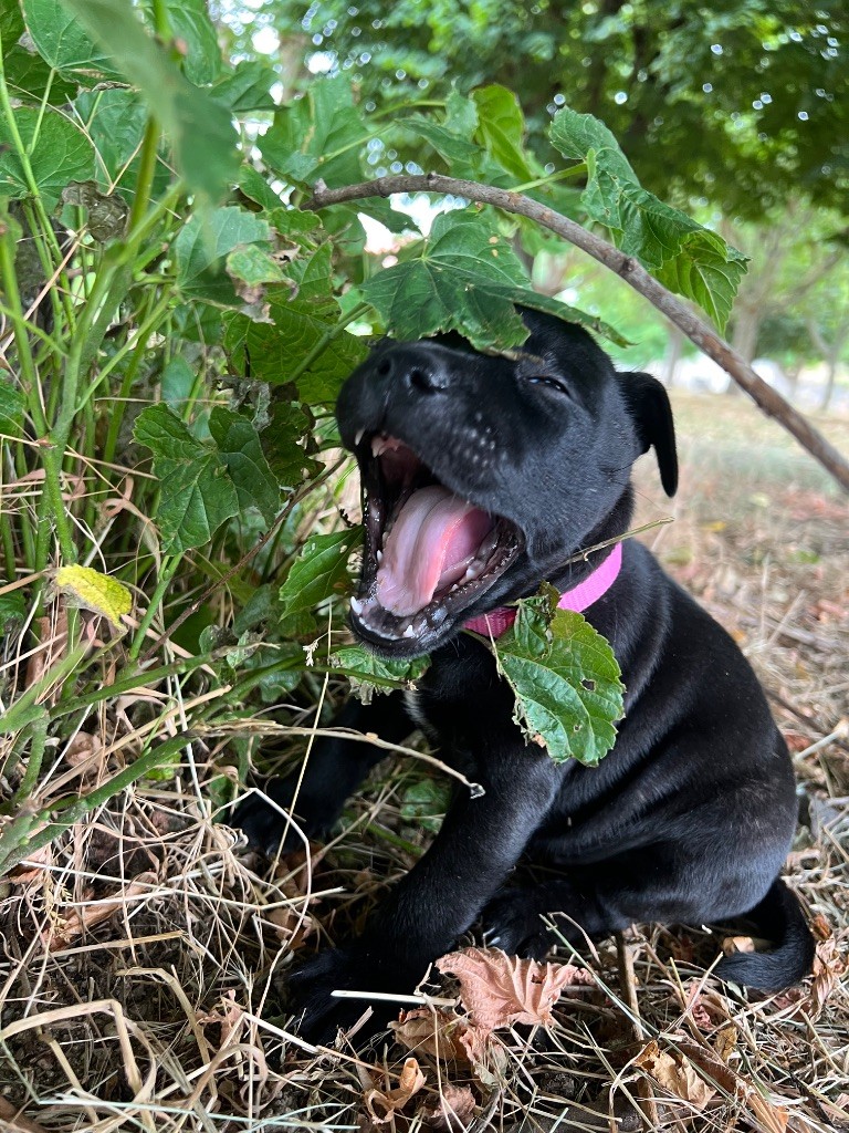 Ariane a Liberty des Anges