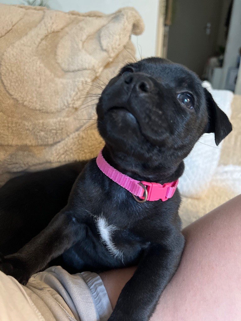 Ariane a Liberty des Anges