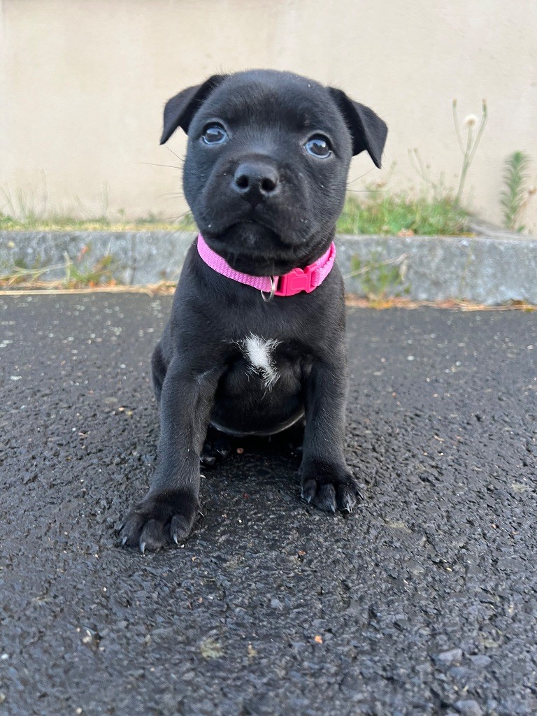 Ariane a Liberty des Anges