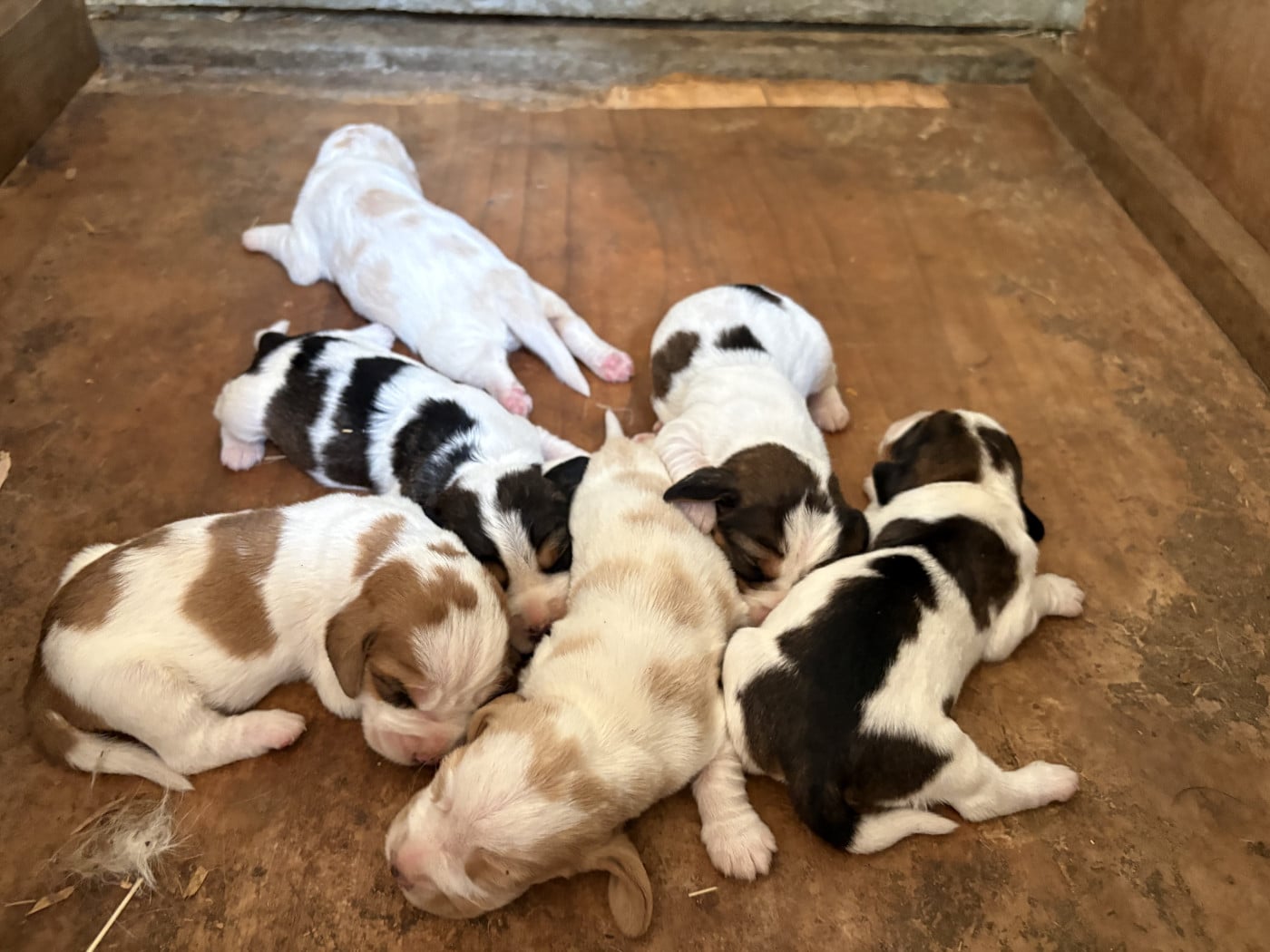 Chiot Petit Basset griffon vendeen