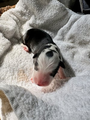 Les chiots de Border Collie
