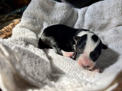 Les chiots de Border Collie